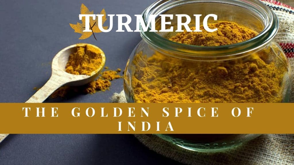 turmeric the golden spice of india